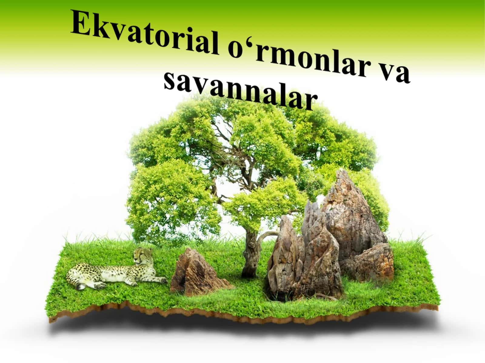 Ekvatorial o‘rmonlar va savannalar 1