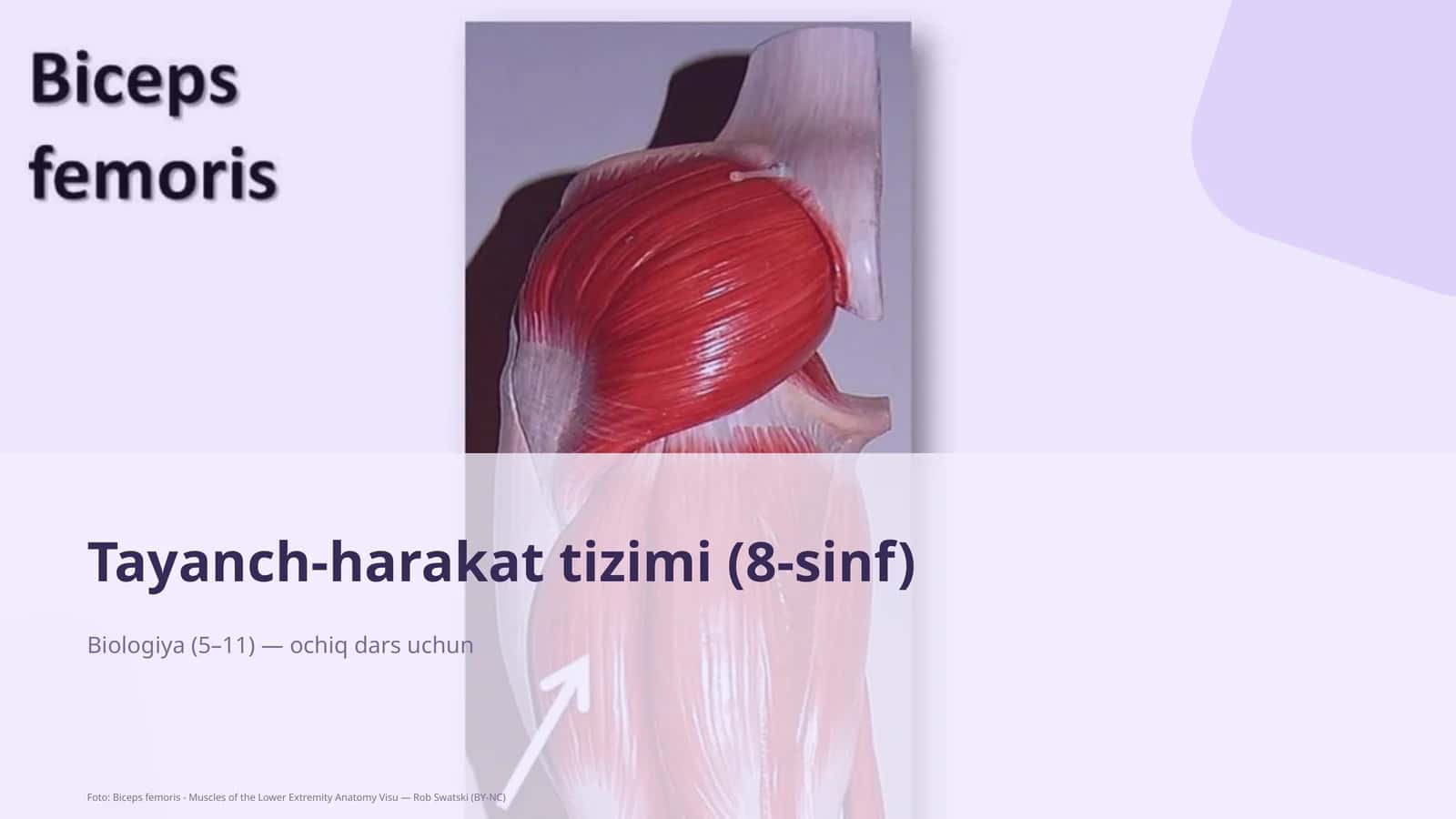 Tayanch-harakat tizimi (8-sinf) 1