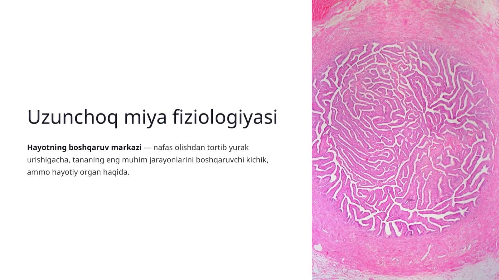 Uzunchoq miya fiziologiyasi 1