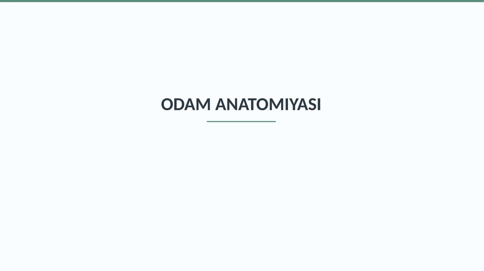 ODAM ANATOMIYASI 1