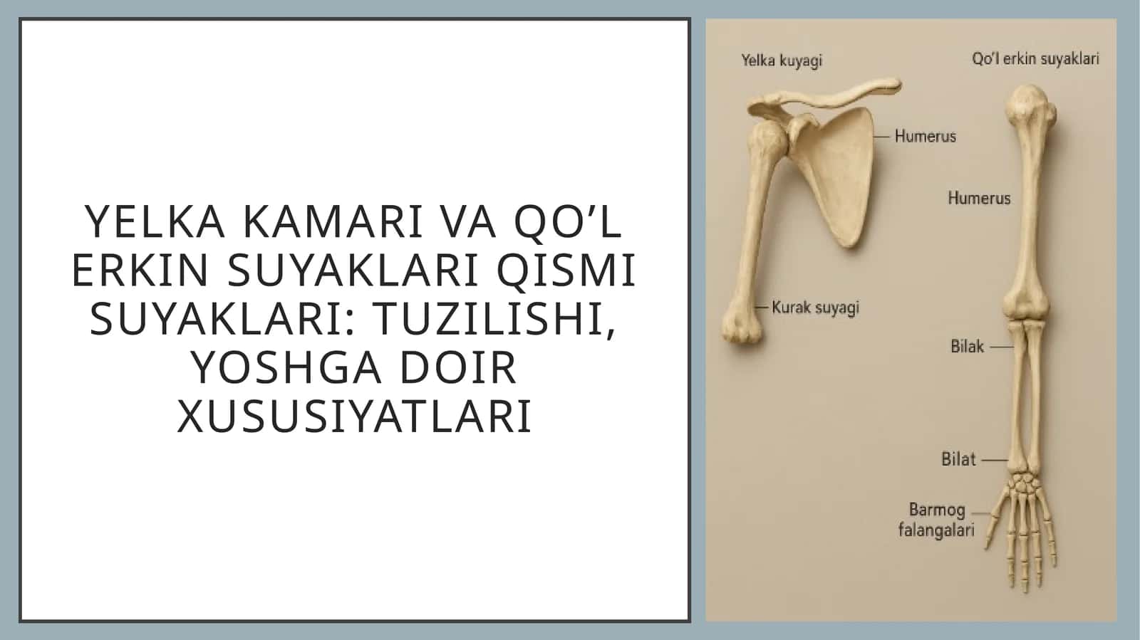 Yelka kamari va qo’l erkin suyaklari qismi suyaklari: tuzilishi, yoshga doir xususiyatlari 1