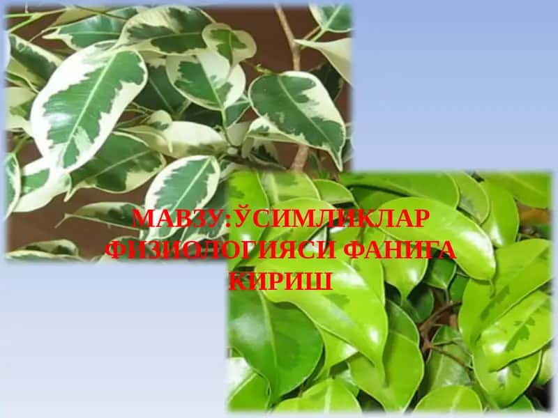 Ўсимликлар физиологияси фанига кириш 1