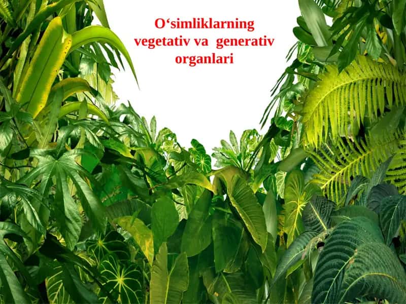 O‘simliklarning vegetativ va generativ organlari 1