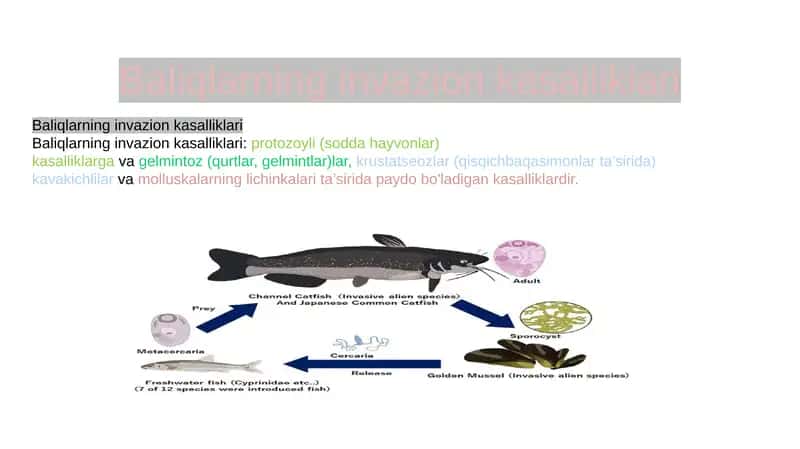 Baliqlarning invazion kasalliklari 1