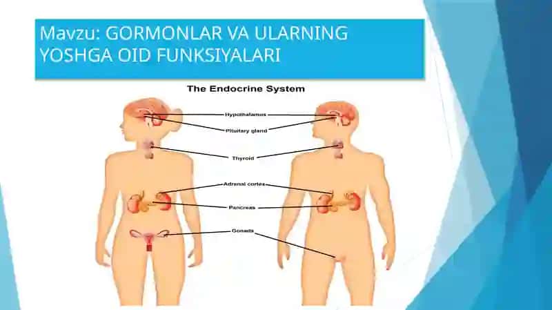 GORMONLAR VA ULARNING YOSHGA OID FUNKSIYALARI 1