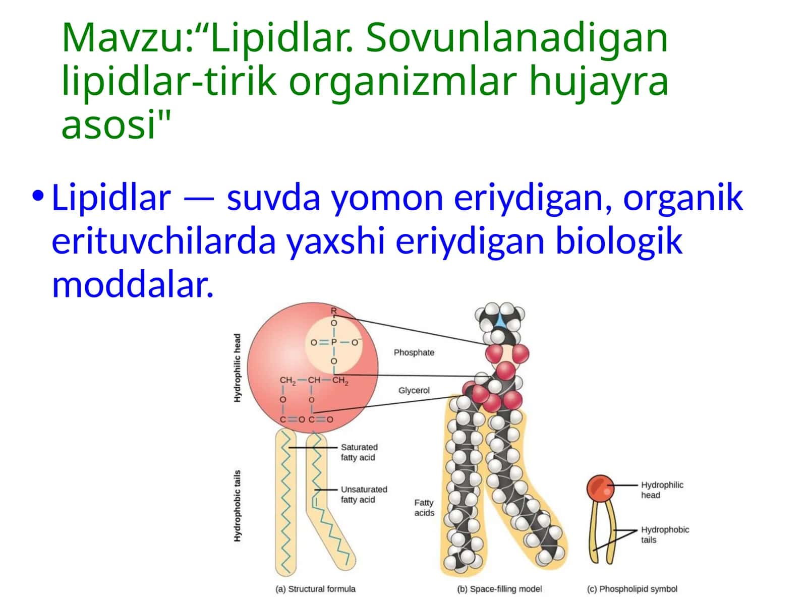 Lipidlar.Sovunlanadigan lipidlar. 1