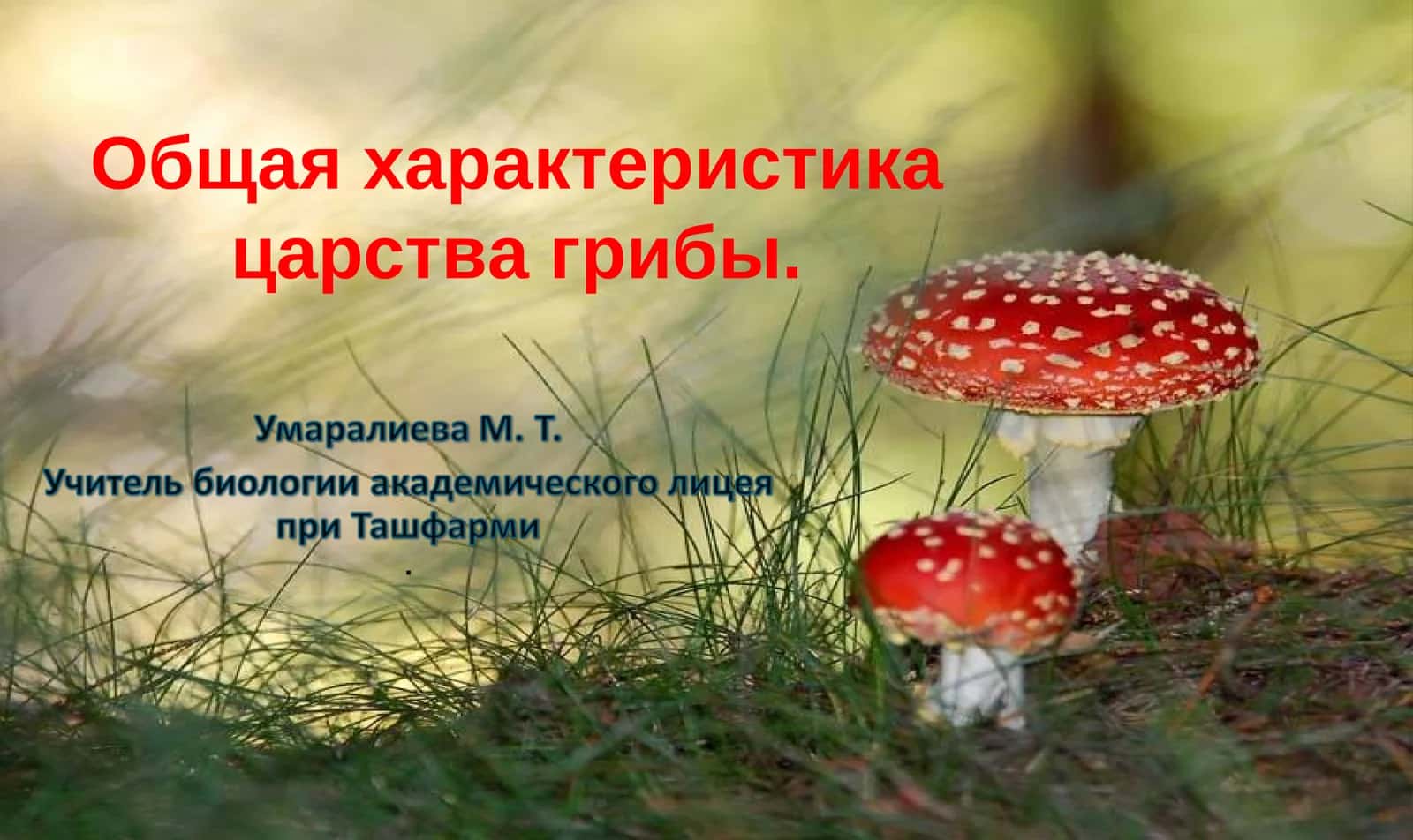 Общая характеристика царства грибы 1