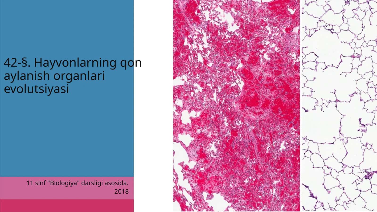 Hayvonlarning qon aylanish organlari evolutsiyasi 1