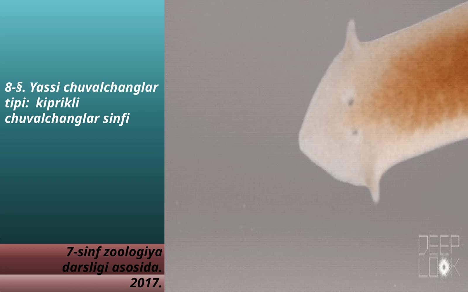 7-sinf Zoologiya 'Yassi chuvalchanglar tipi kiprikli chuvalchanglar sinfi' ko'rgazma 1