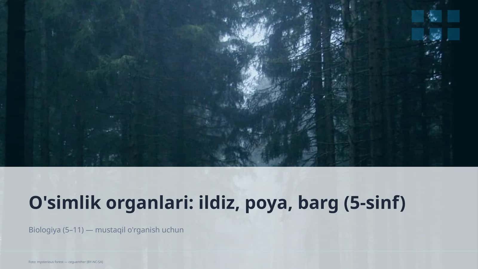 O'simlik organlari: ildiz, poya, barg 1