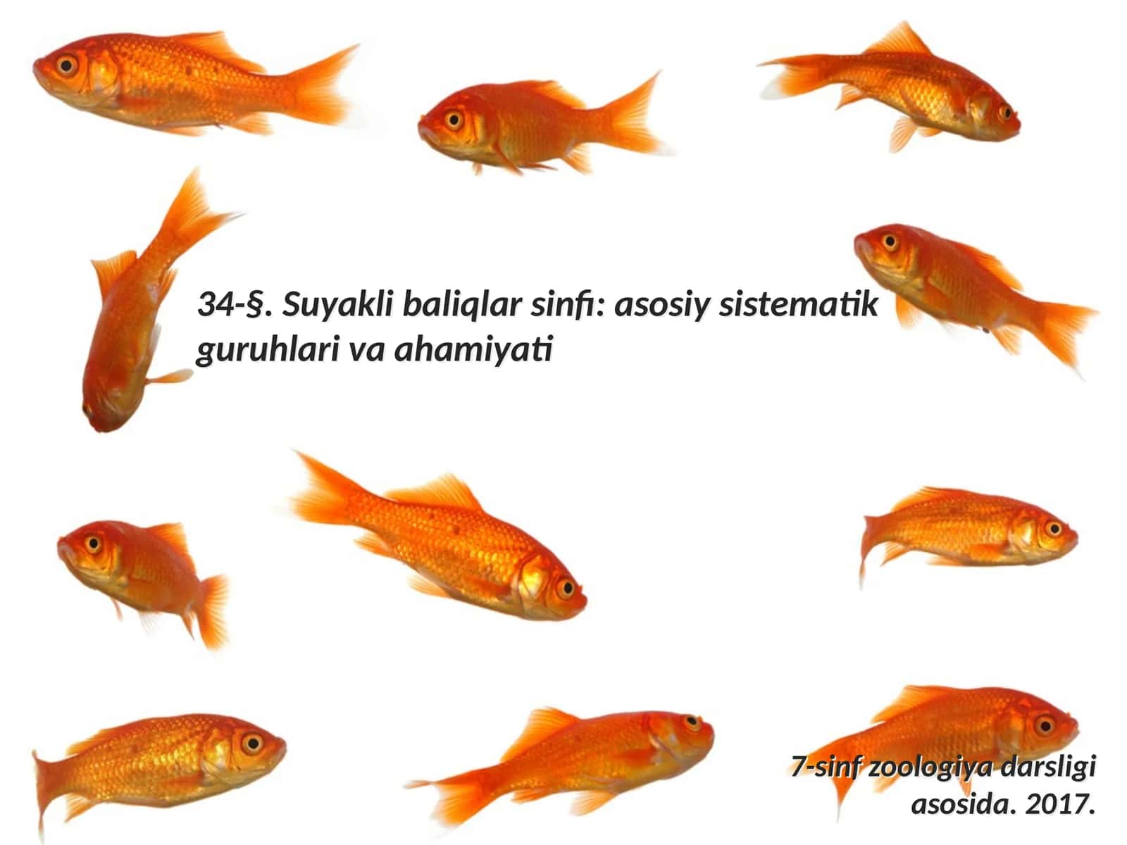 7-sinf Zoologiya 'Suyakli baliqlar sinfi asosiy sistematik guruhlari va ahamiyati' ko'rgazma 1