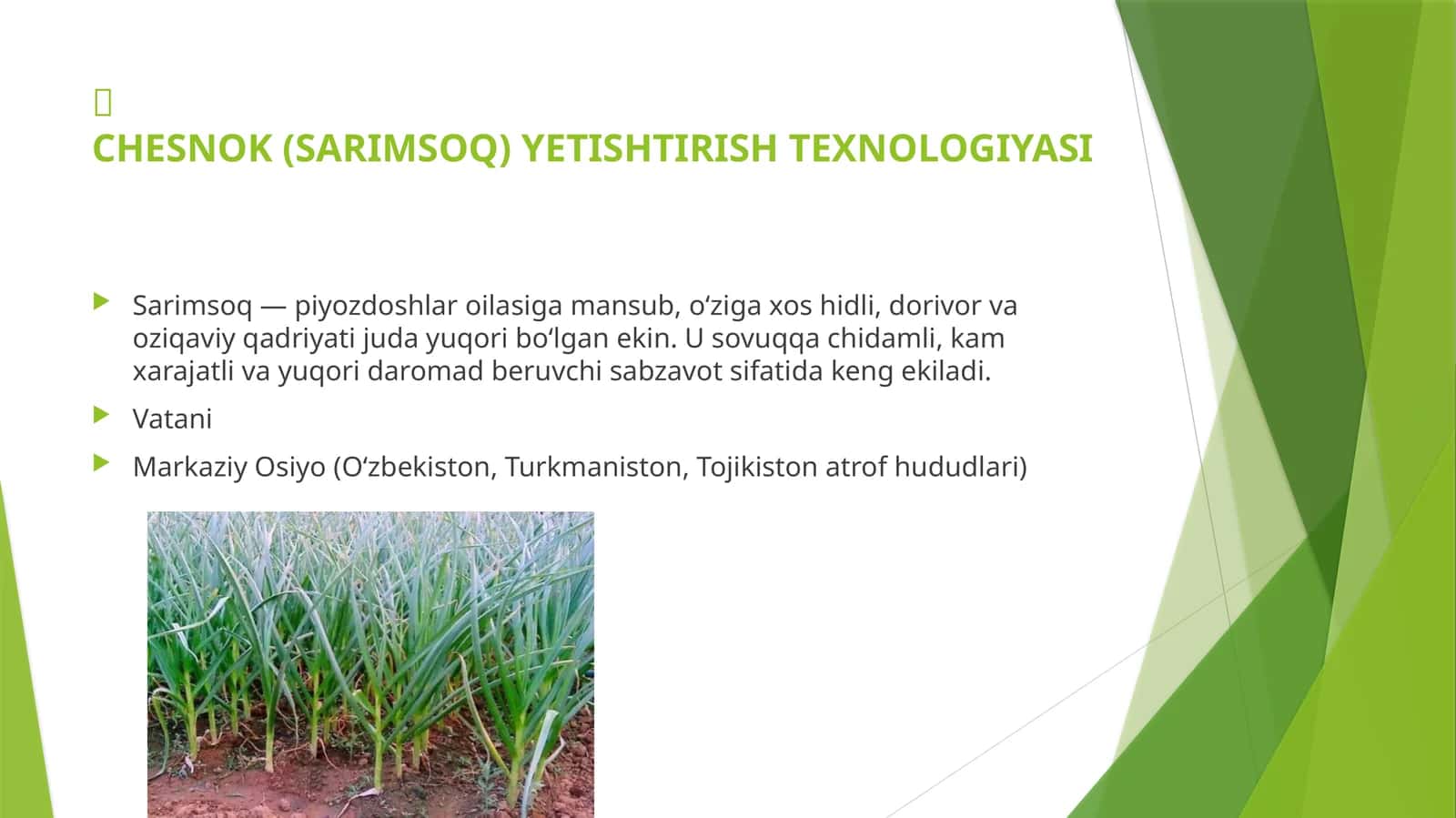 Sarimsoq yetishtirish texnologiyasi 1