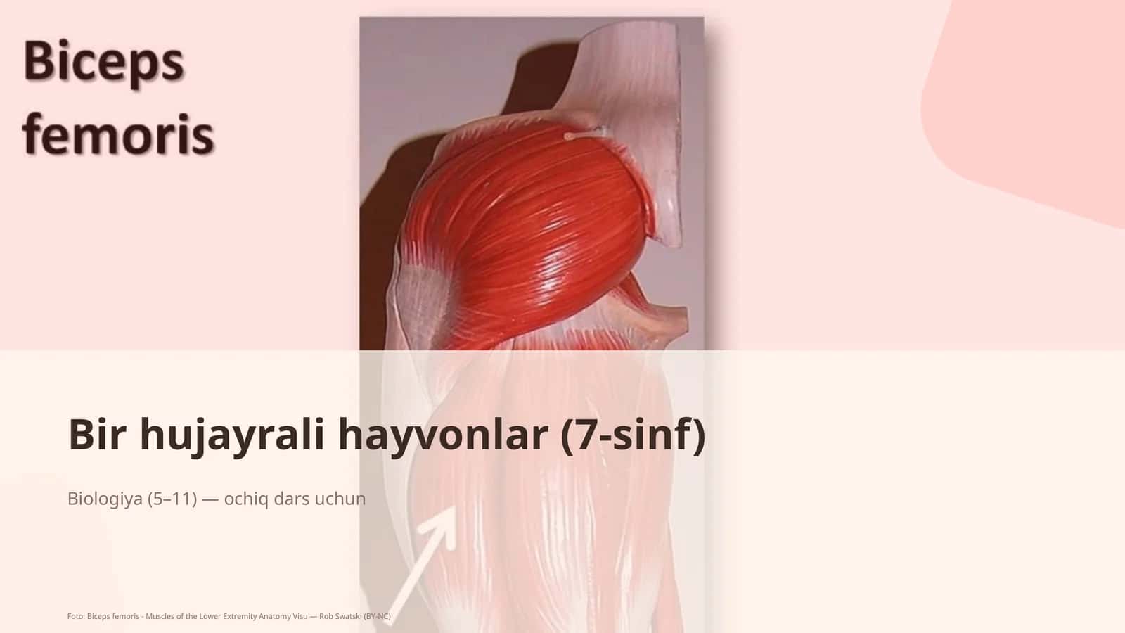 Bir hujayrali hayvonlar (7-sinf) 1