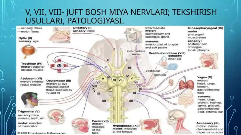 V, VII, VIII- juft Bosh miya nervlari; tekshirish usullari, patologiyasi. 1