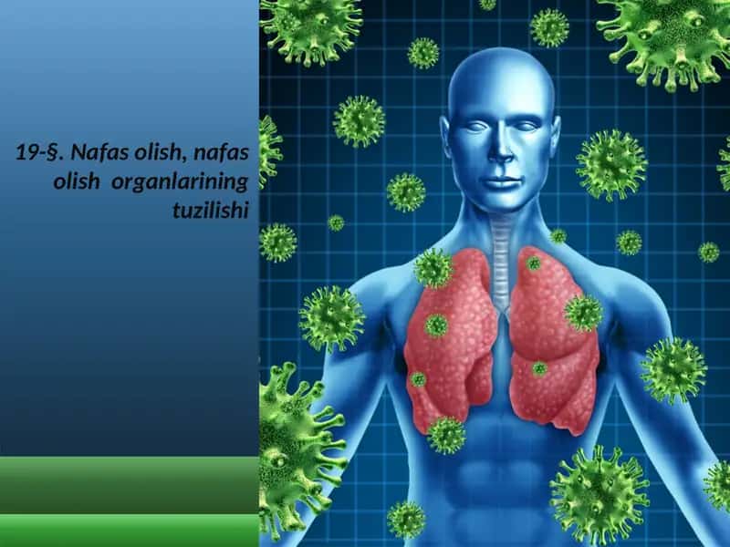 Nafasolish, Nafasolish Organlarining Tuzilishi 1