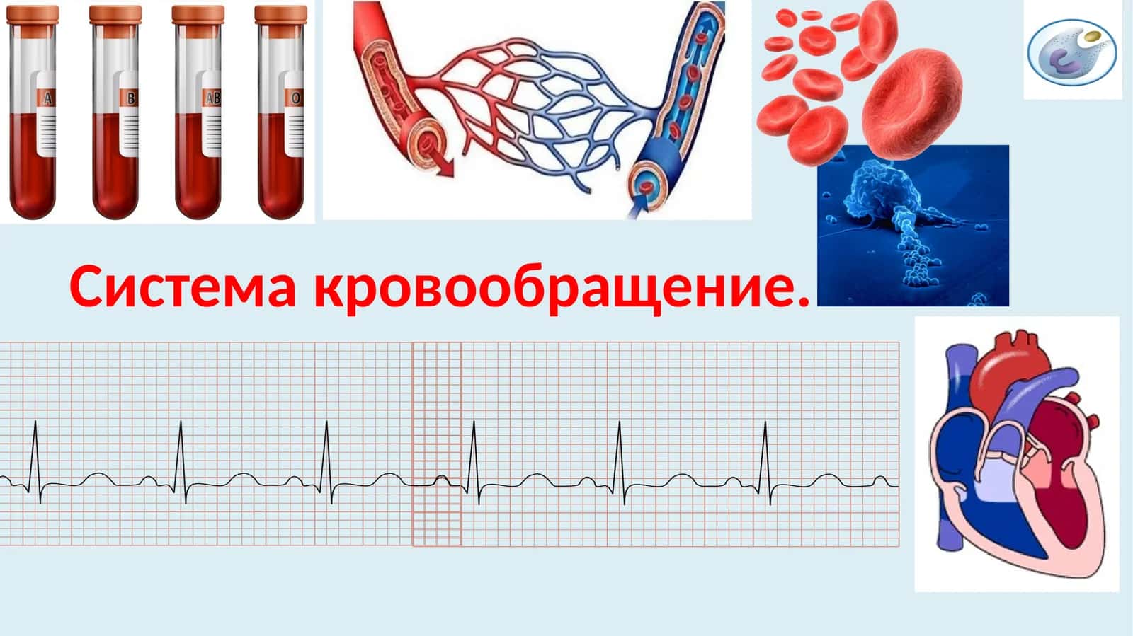 Система кровообращение 1
