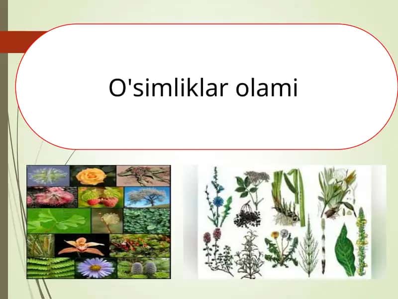 O'simliklar olami 1
