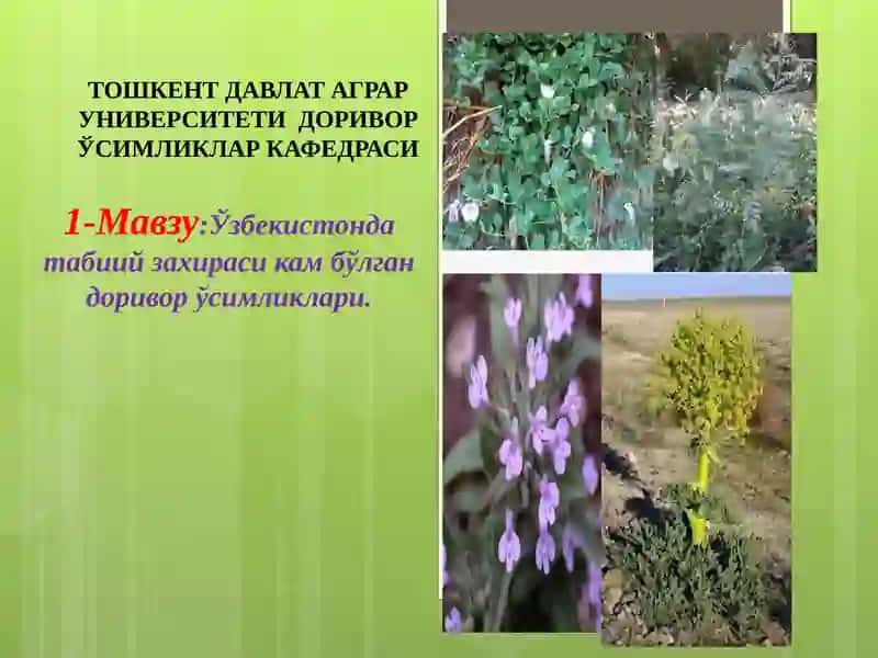 Доривор ўсимликлари