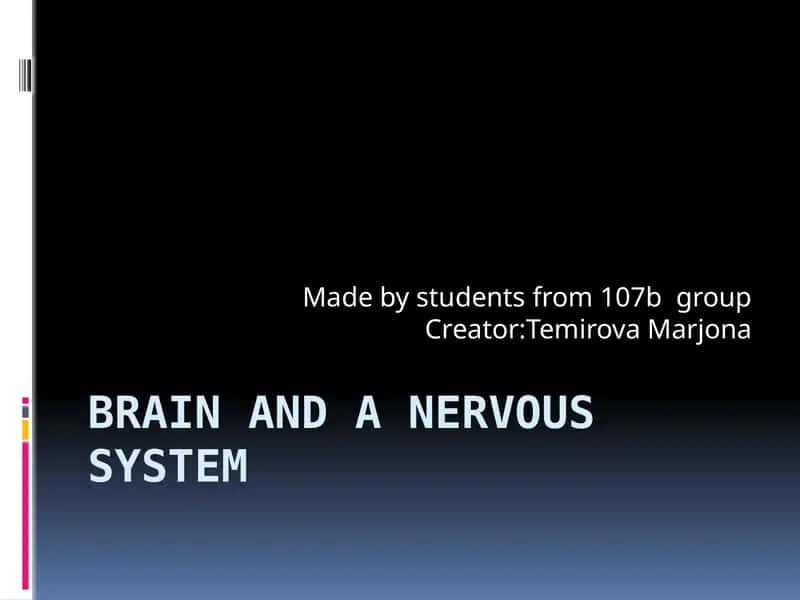 The Human Brain 1