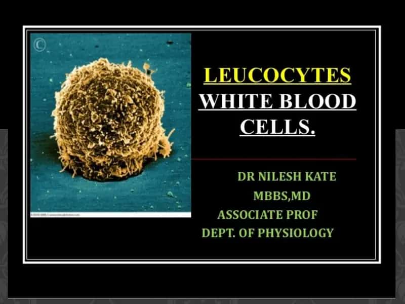 leucocytes, white blood cells 1