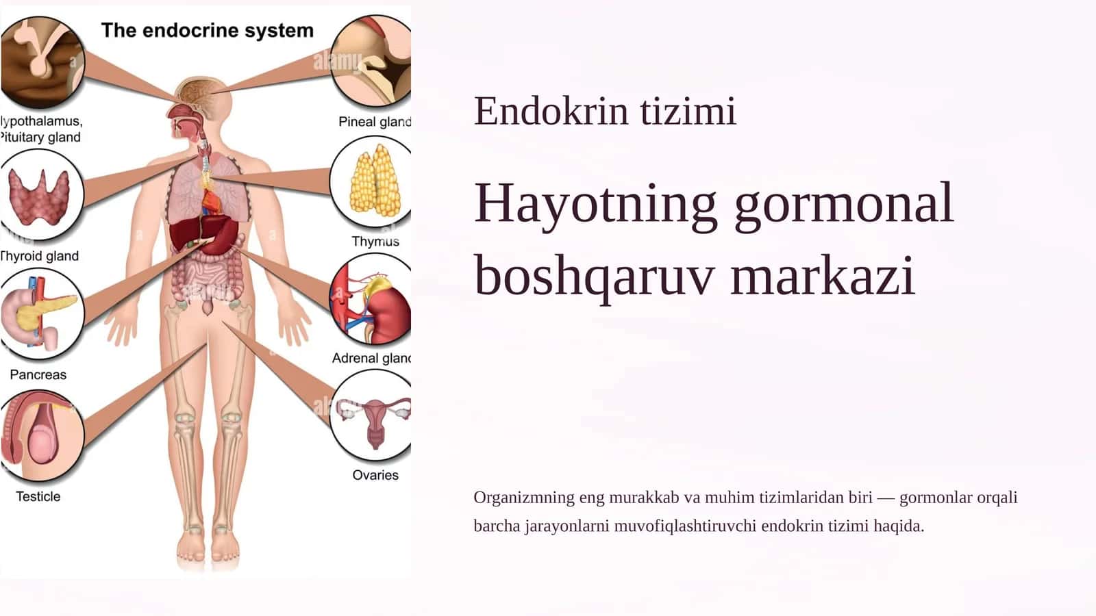 Endokrin tizimi 1