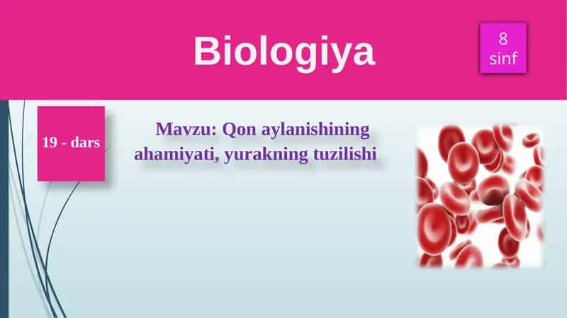 Qonaylanishiningahamiyati, yurakning tuzilishi 1