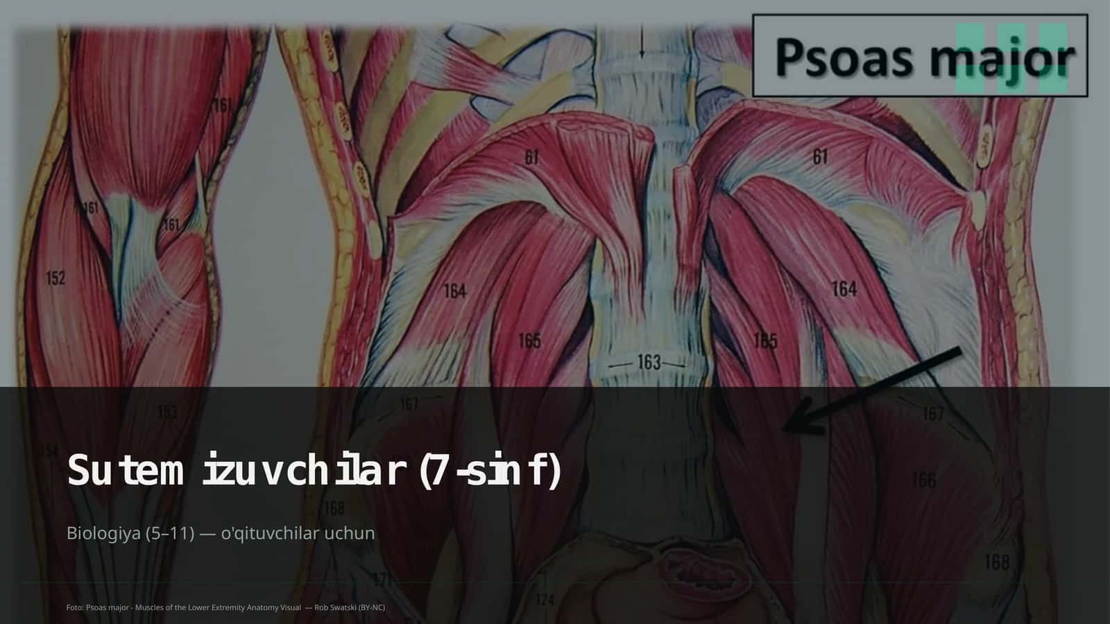 Sutemizuvchilar (7-sinf) 1