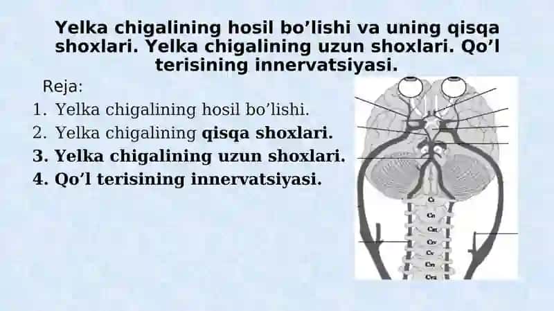 Yelkachigali Nervlari 1