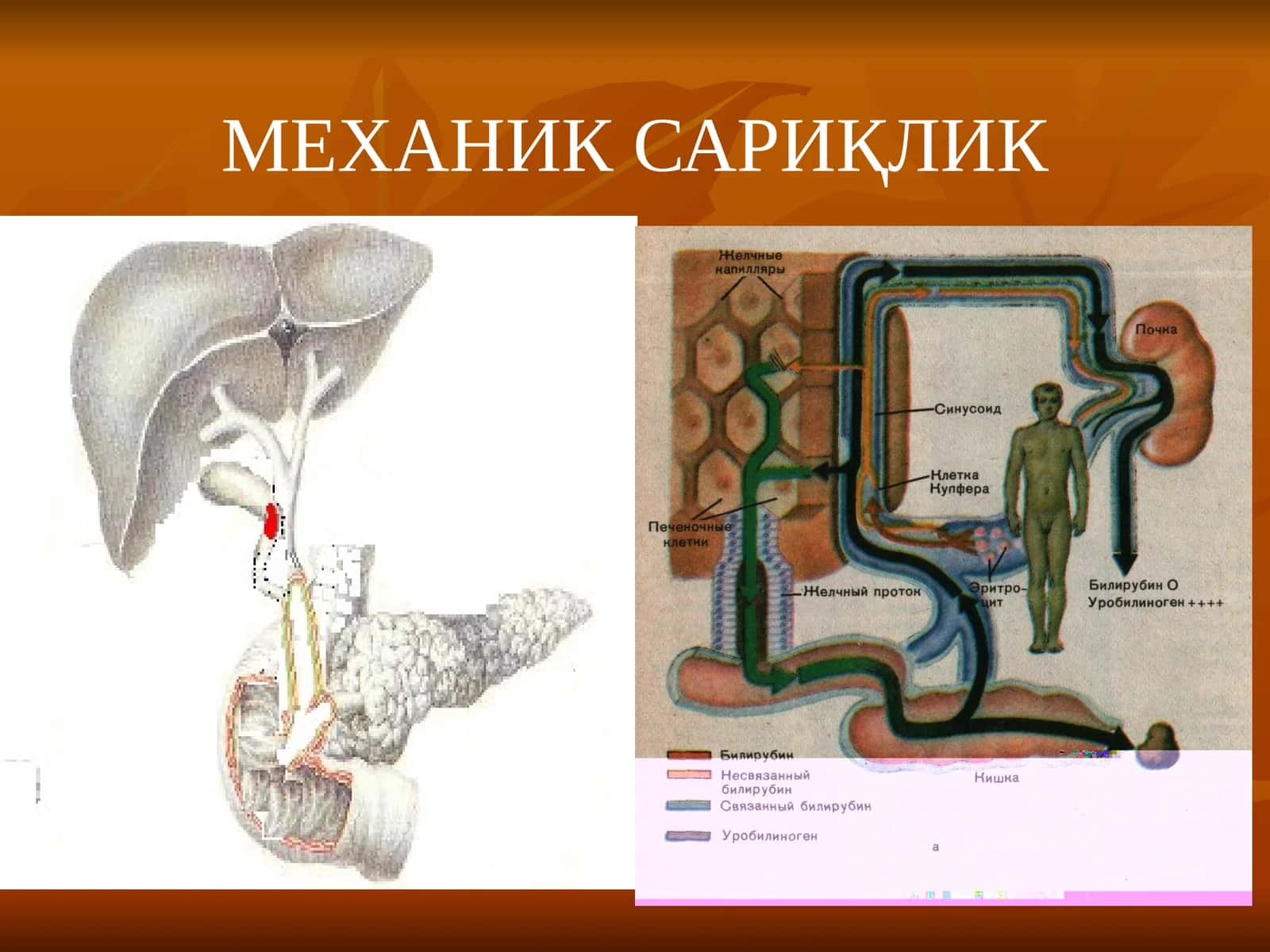 МЕХАНИК САРИҚЛИК 1