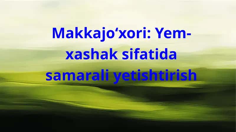 Makkajoʻxorini yem hashak uchun yetishtirish 1