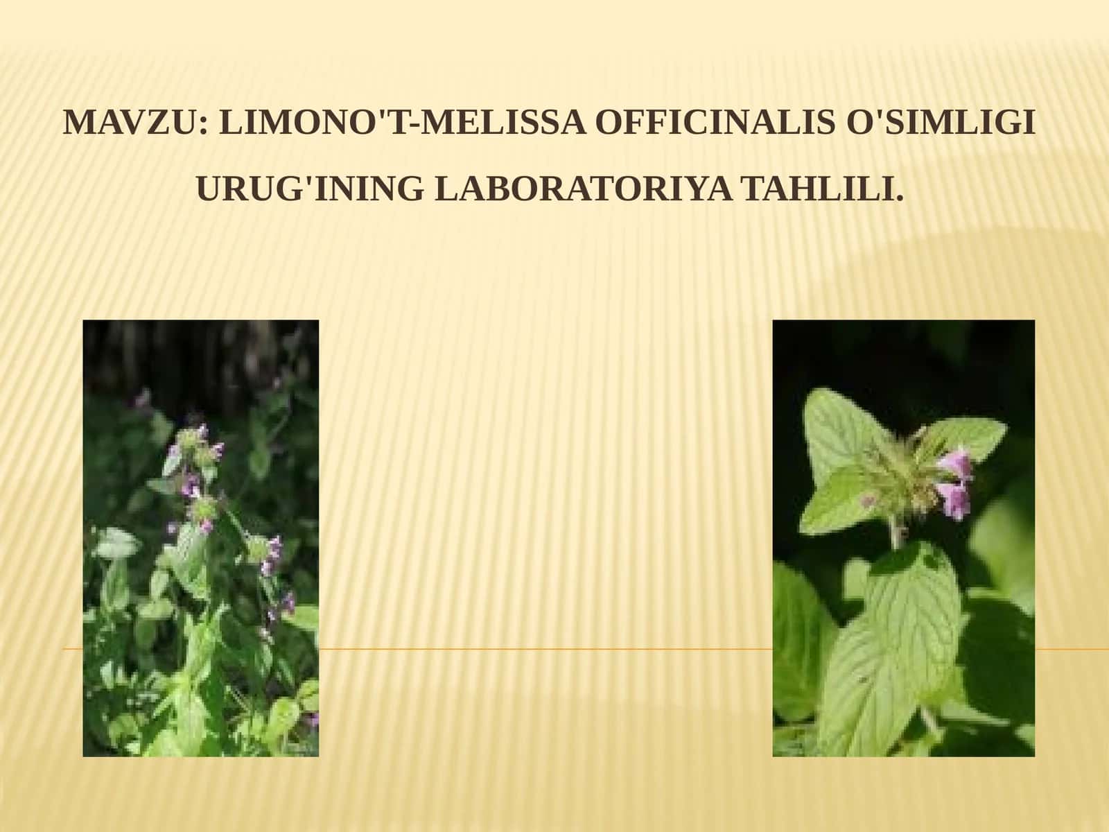 LIMONO'T-MELISSA OFFICINALIS O'SIMLIGI URUG'INING LABORATORIYA TAHLILI 1
