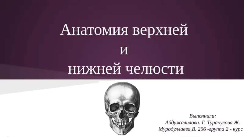 Анатомия верхней и нижней челюсти 1