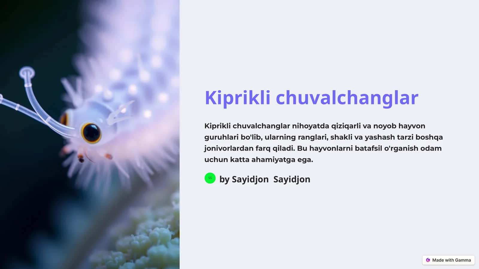 Kiprikli chuvalchanglar 1