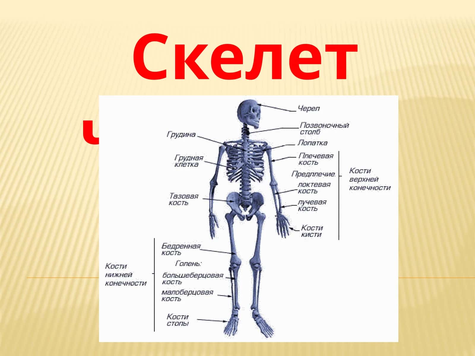 Скелет человека слайд 2026 йил 1