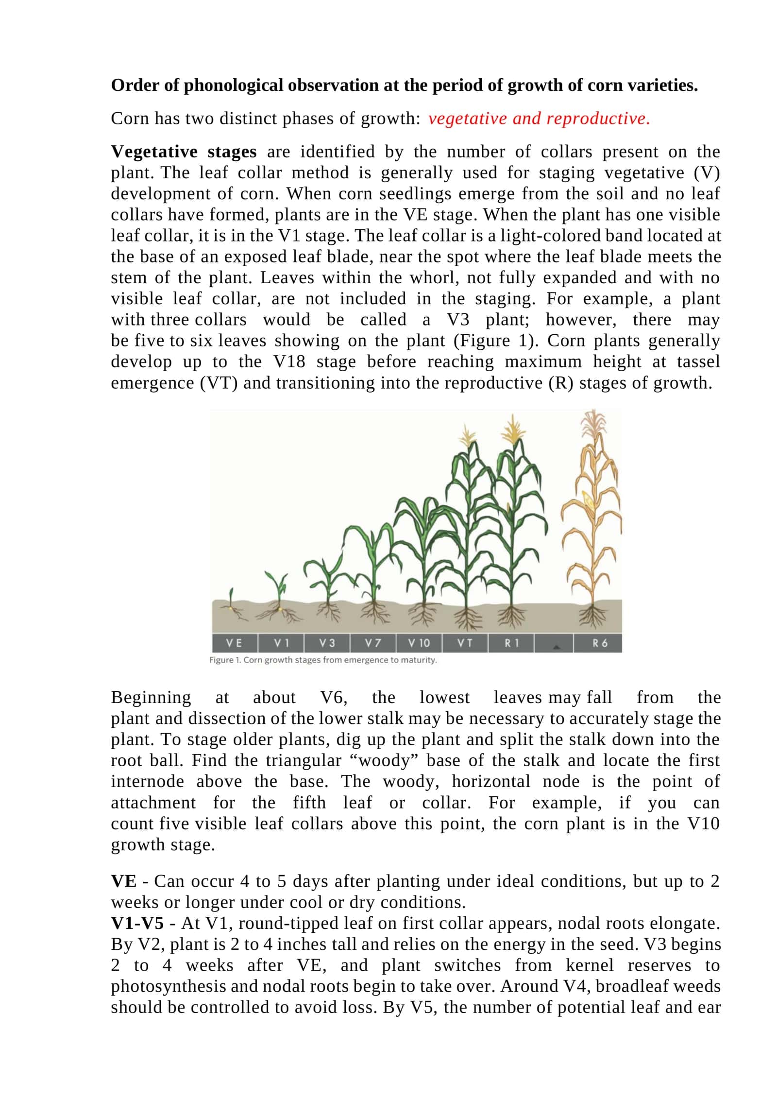 Order of phonological observation at the period of growth of corn varieties 1