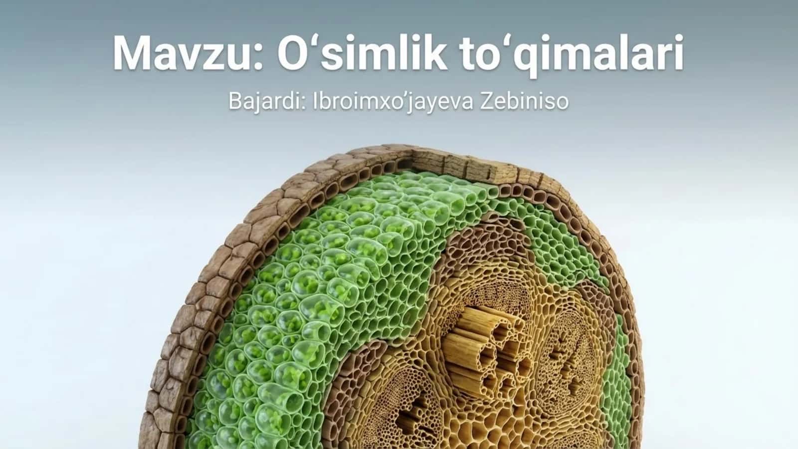 O'simlik to'qimalari 1