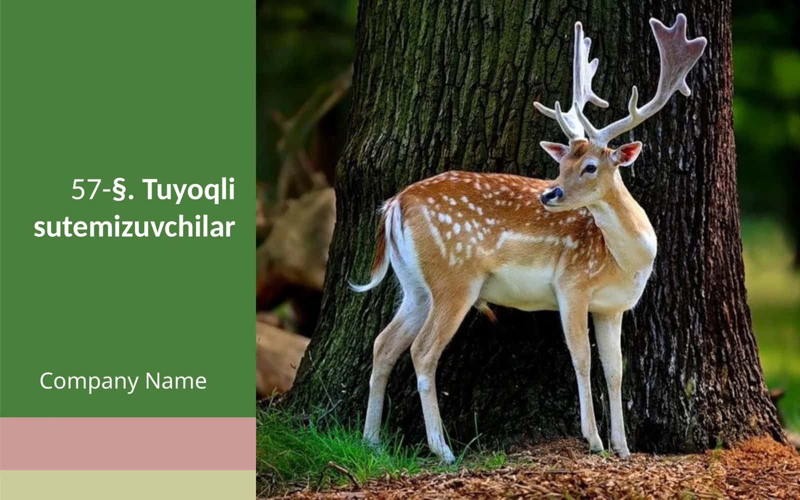 7-sinf Zoologiya 'Tuyoqli sutemizuvchilar' ko'rgazma 1