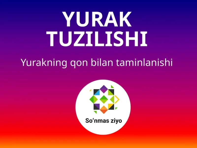 Yurak tuzilishi 1