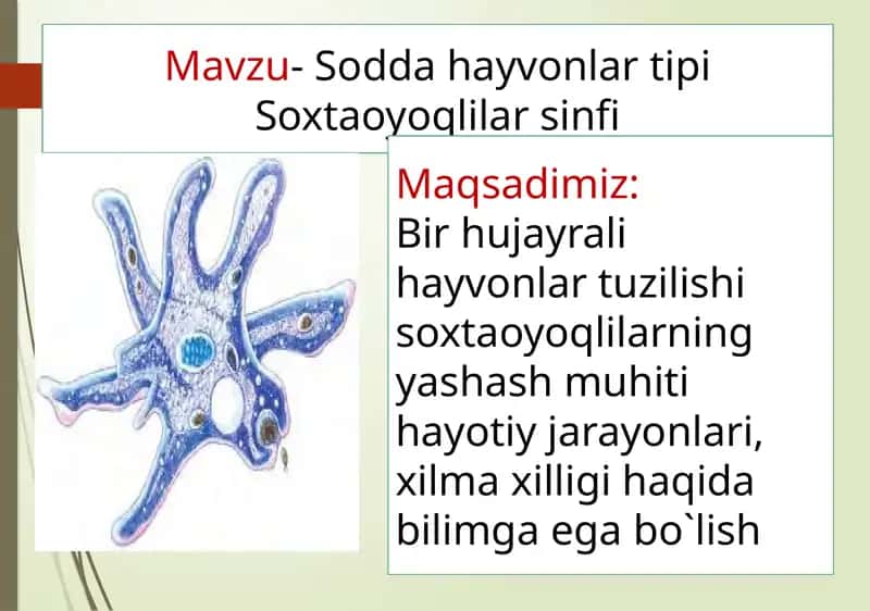 Soxta oyoqlilar sinfi 1