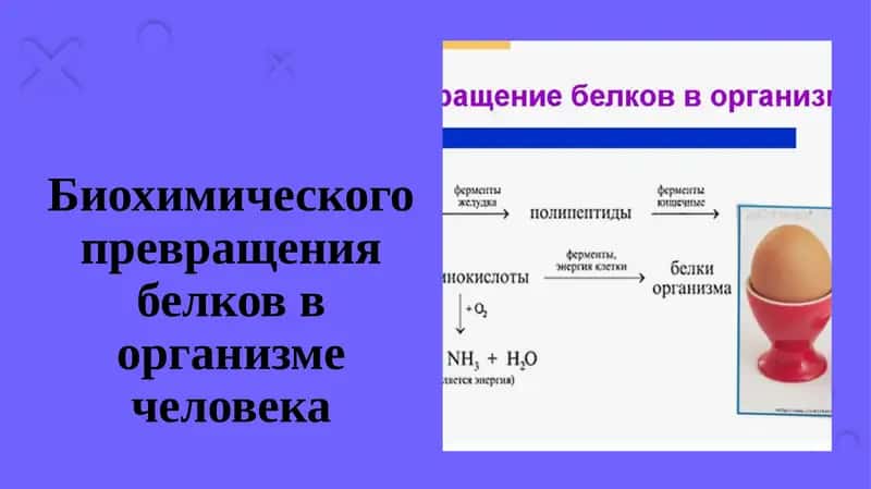 Биохимического превращения белков в организме человека 1