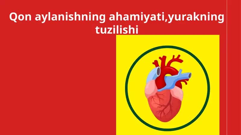 Qonaylanishning ahamiyati, yurakning tuzilishi 1