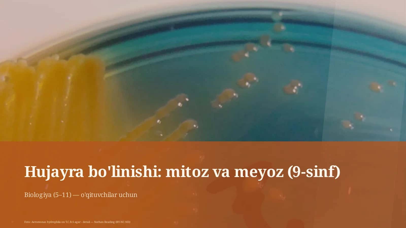 Hujayra bo'linishi: mitoz va meyoz (9-sinf) 1