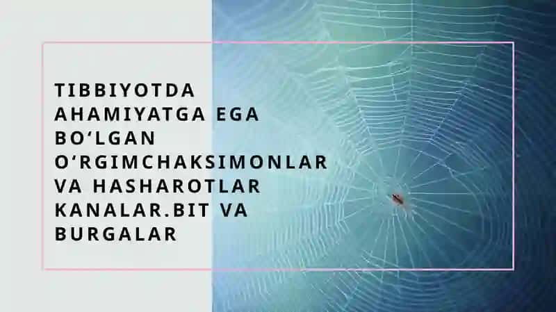 Oʻrgimchaksimonlar 1