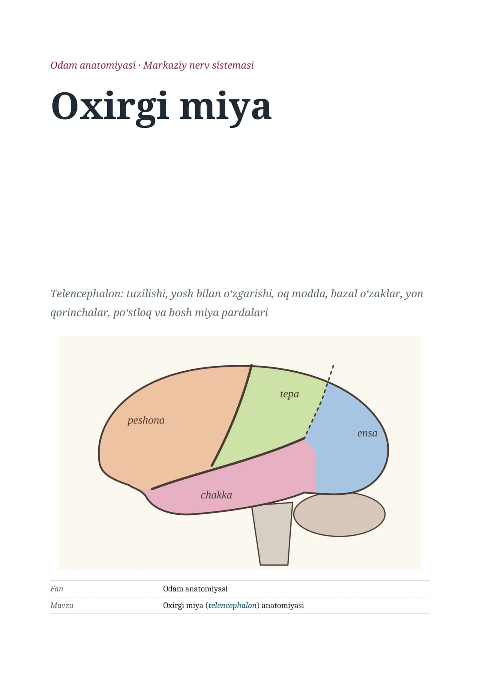 Oxirgi miya (telencephalon) anatomiyasi 1