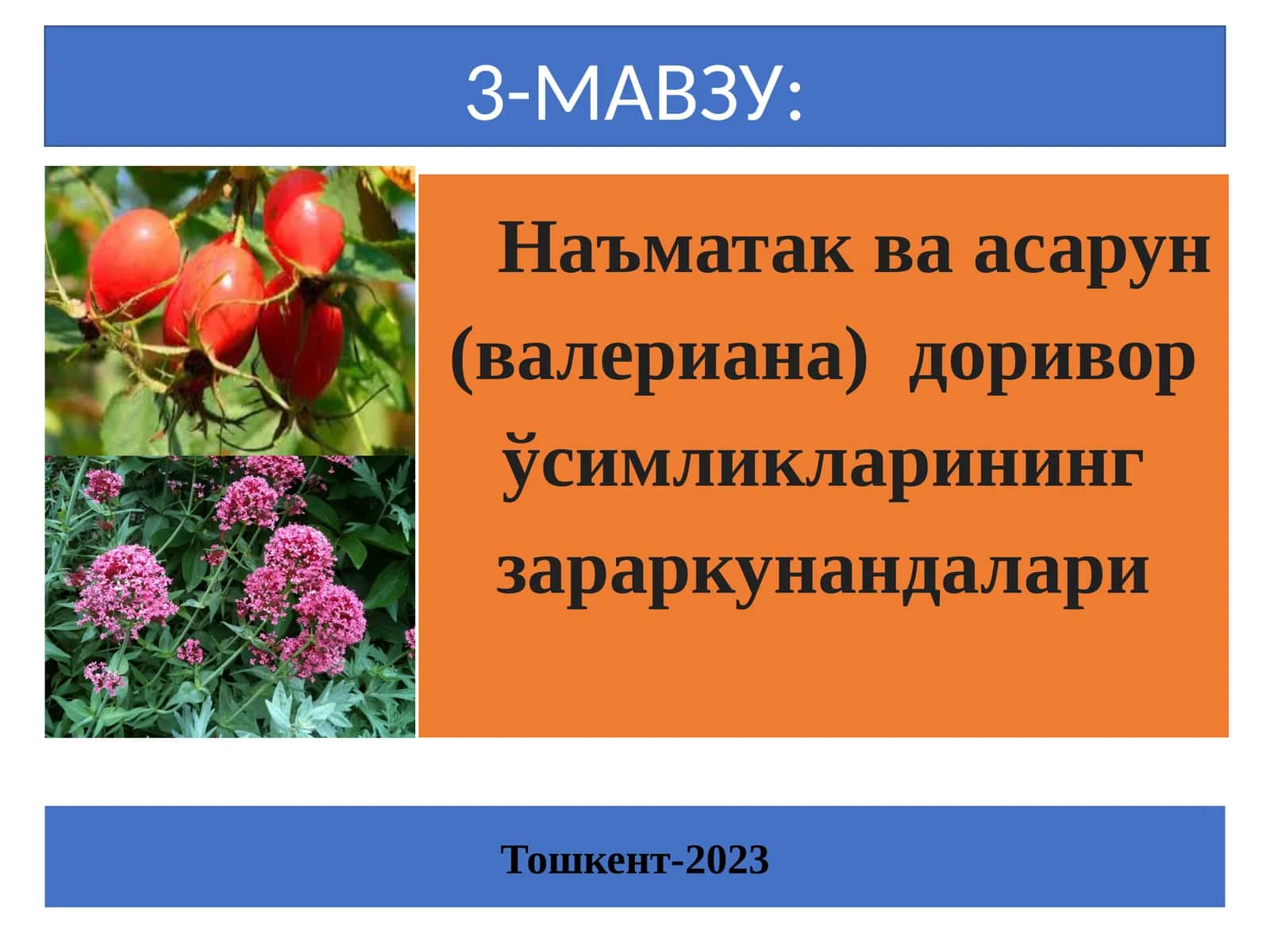 Наъматак ва асарун (валериана) доривор ўсимликларининг зараркунандалари 1