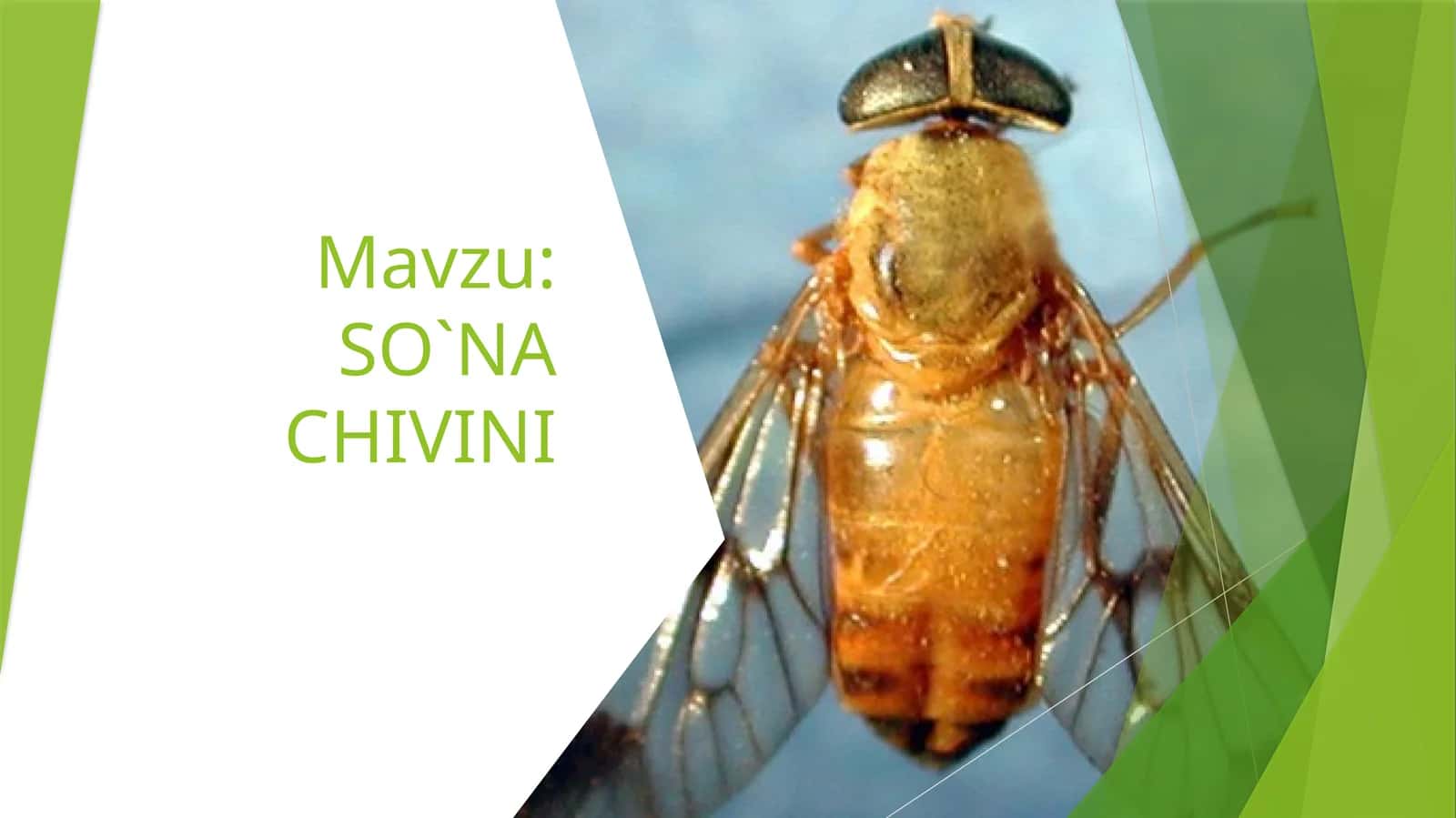 SO`NA CHIVINI 1