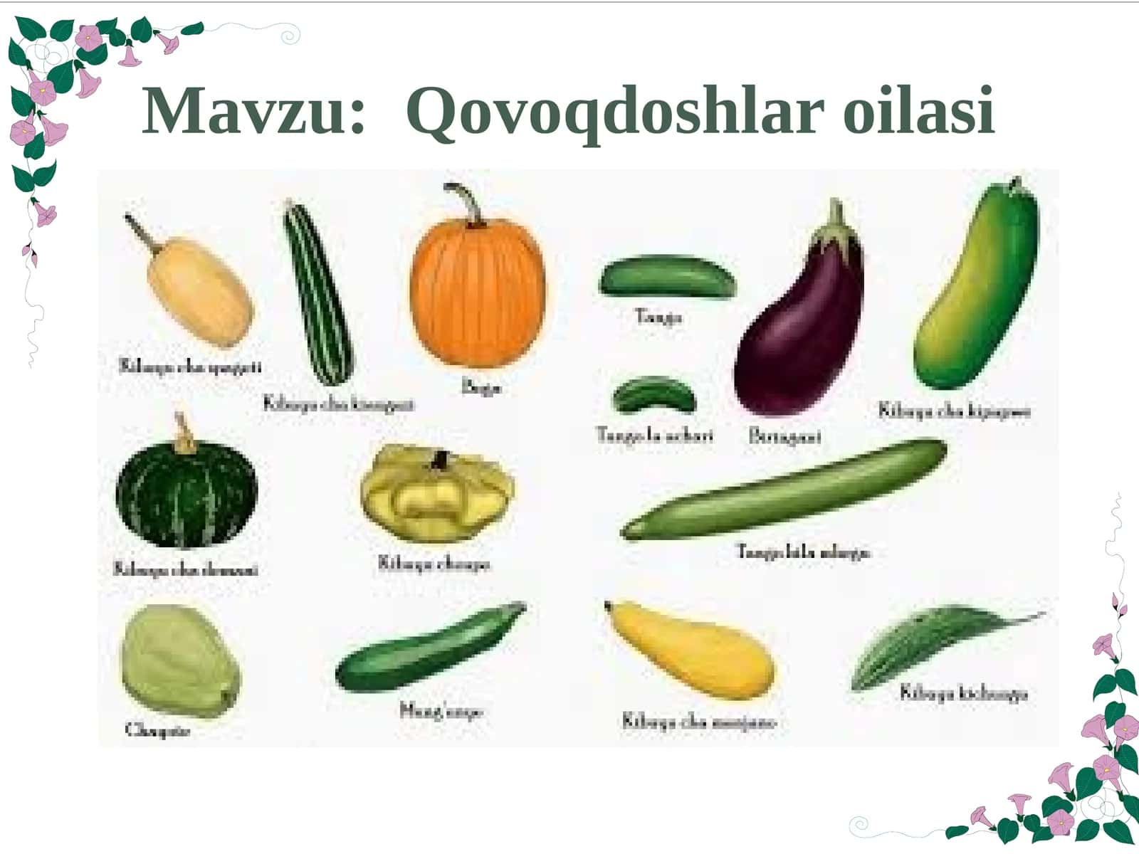 Qovoqdoshlar oilasi 1