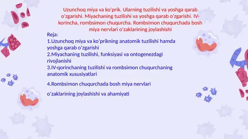 Uzunchoq miya va ko'prik. Ularning tuzilishi va yoshga qarab o'zgarishi. Miyachaning tuzilishi 1