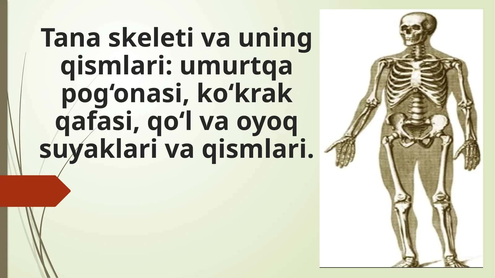 Tana skeleti va uning qismlari: umurtqa pog‘onasi, kо‘krak qafasi, qо‘l va oyoq suyaklari va qismlari 1