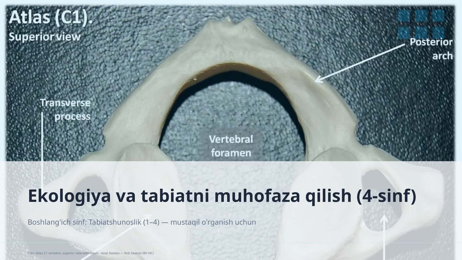 Ekologiya va tabiatni muhofaza qilish (4-sinf) 1